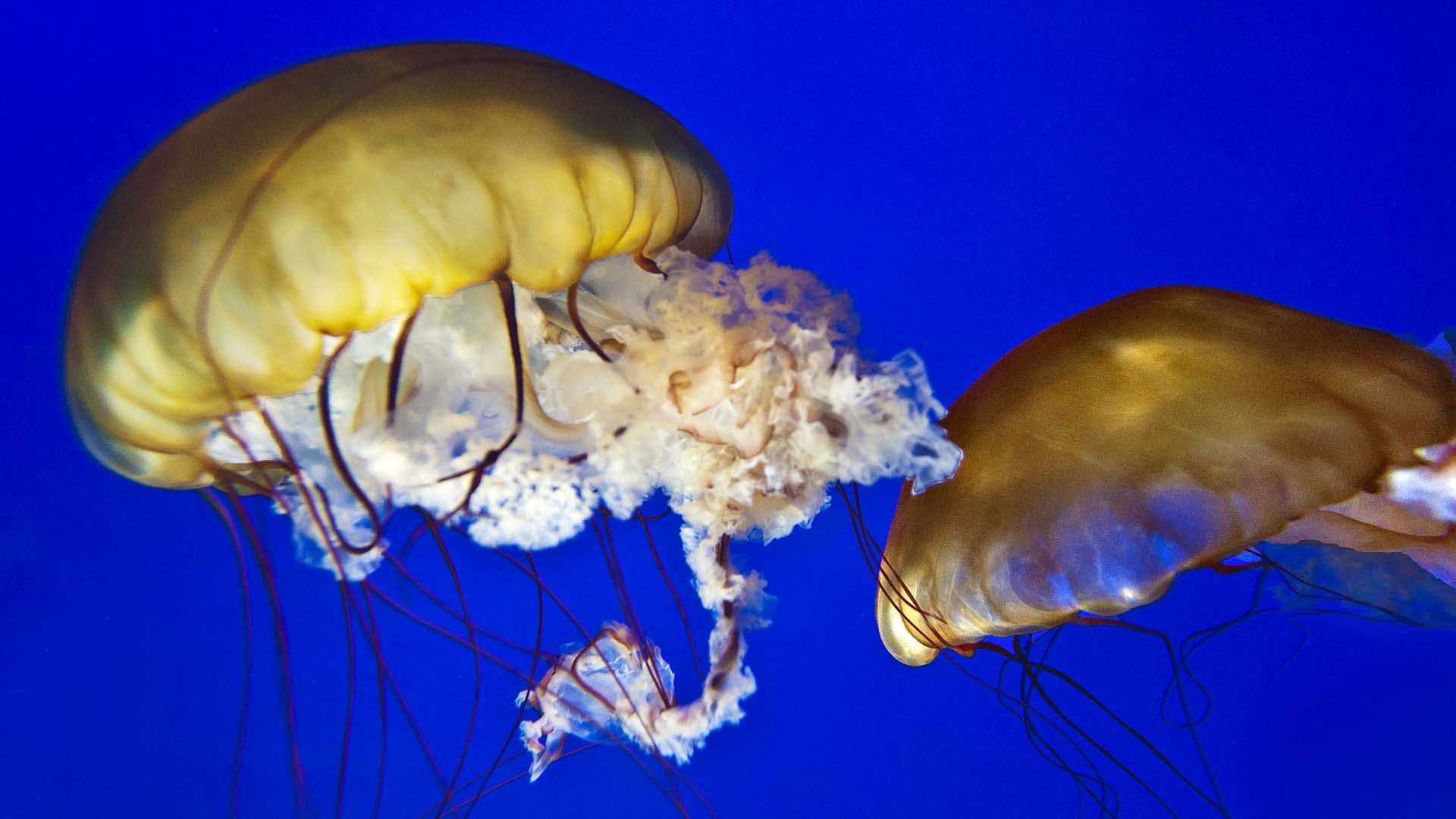 上海海洋水族馆展示的美丽水母（太平洋海荨麻）